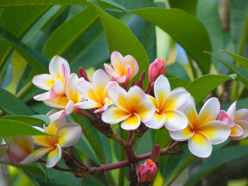 Plumeria