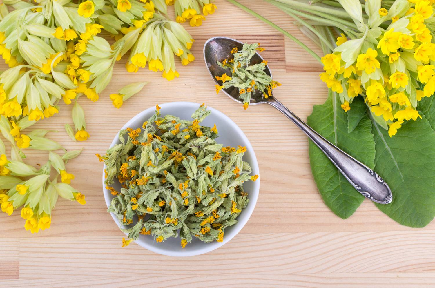 b_2018-04-28-22-32-31-Prvosienka-jarná-Primula-veris-bylinke-herb-herbalist-medicine-health-mapa-herbar-kuchyna-recepty-zdravie-bylinky-biele-pozadie-white-background-recept-caj-tradice-kasel-nepokoj-nespavost