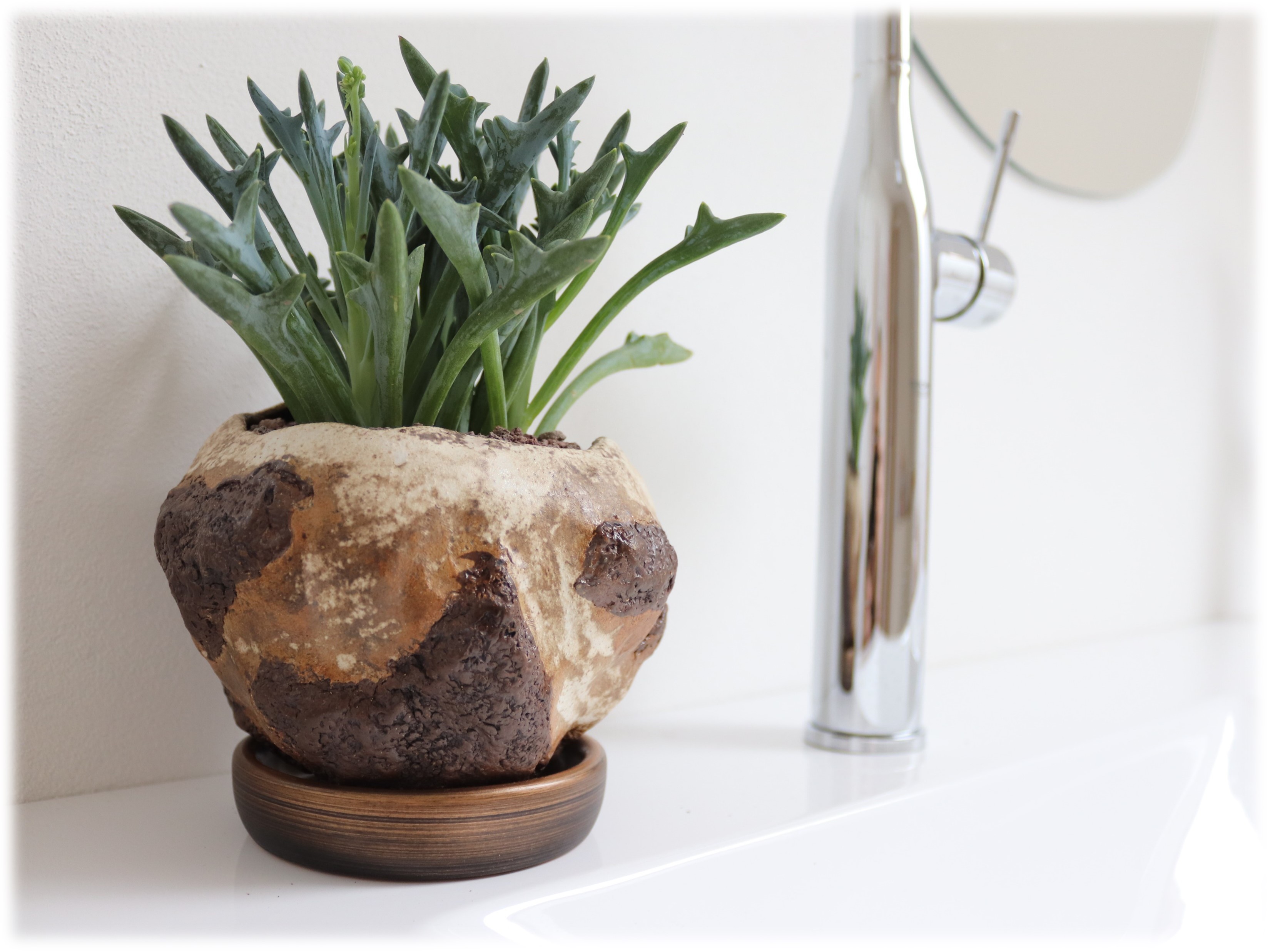 Senecio