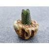 Crassula pyramidalis cv. Buddhas Temple
