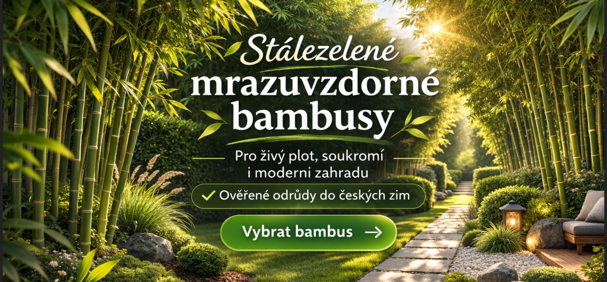 Bambus mrazuvzdorný stálezelený prodej