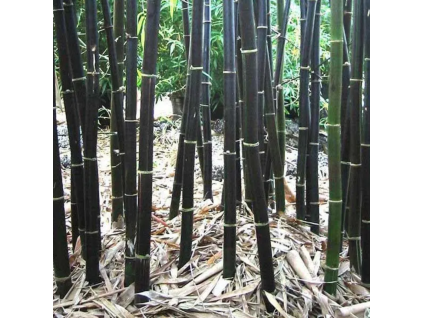 BESKYDSKÝ BAMBUS Černý - Phyllostachys Nigra  velké sazenice 170 - 190cm