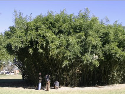 P.bissetii grove