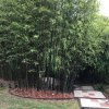 Phyllostachys nigra Black Bamboo 3 1024x