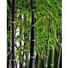 BESKYDSKÝ BAMBUS Černý - Phyllostachys Nigra  velké sazenice 170 - 190cm