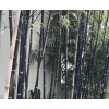 BESKYDSKÝ BAMBUS Černý - Phyllostachys Nigra  velké sazenice 170 - 190cm
