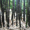 BESKYDSKÝ BAMBUS Černý - Phyllostachys Nigra  velké sazenice 170 - 190cm