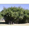 P.bissetii grove