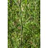 phyllostachys bissetii