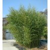 phyllostachys bissetti beskydsky bambus