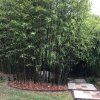 Phyllostachys nigra Black Bamboo 3 1024x