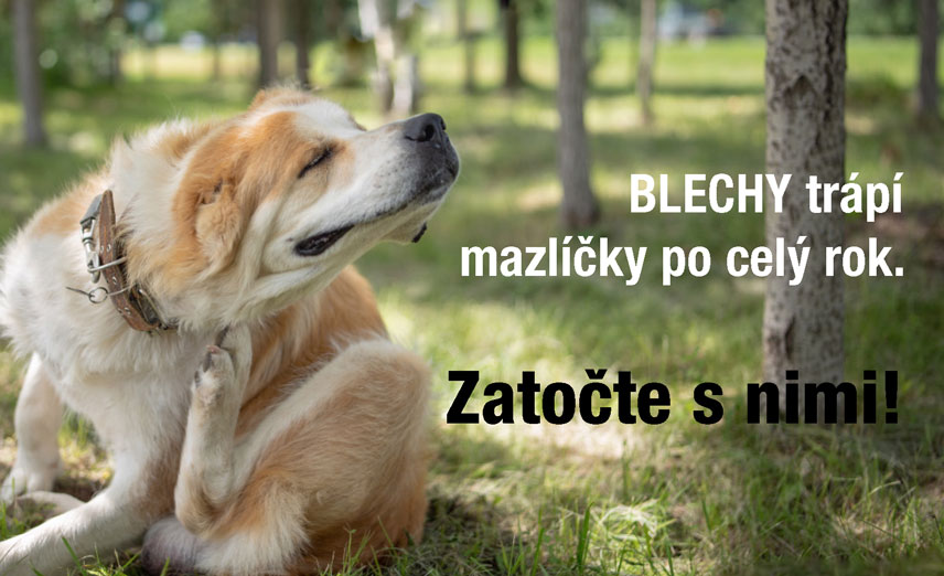Blechy