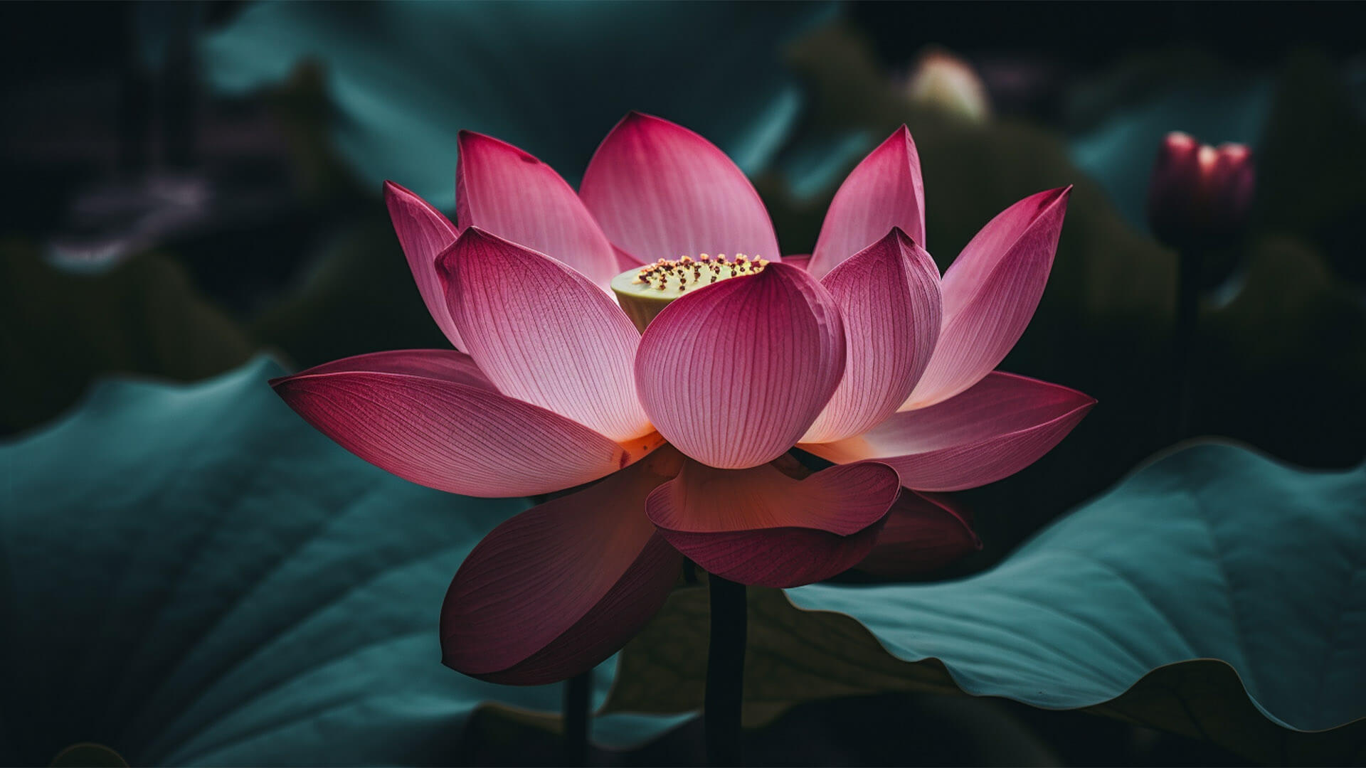 Symbol čistoty a harmonie: Lotosový květ v podobě stříbrného náhrdelníku