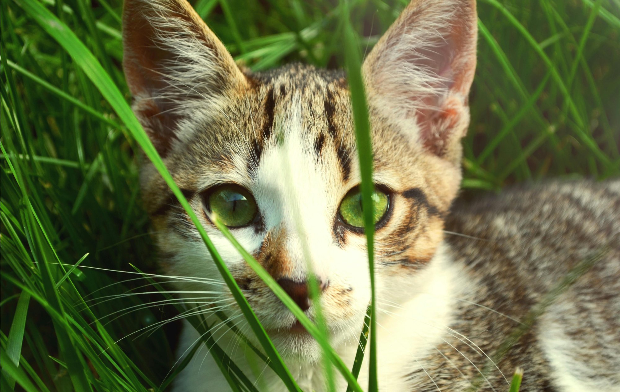 Kočičí kouzlo: Náramek na nohu ve stříbrném provedení