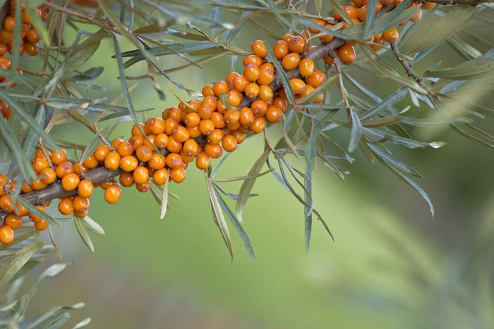 Rakytníkový olej: Pomůže kráse i imunitě
