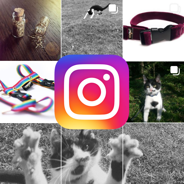 Instagram pana Kočičky
