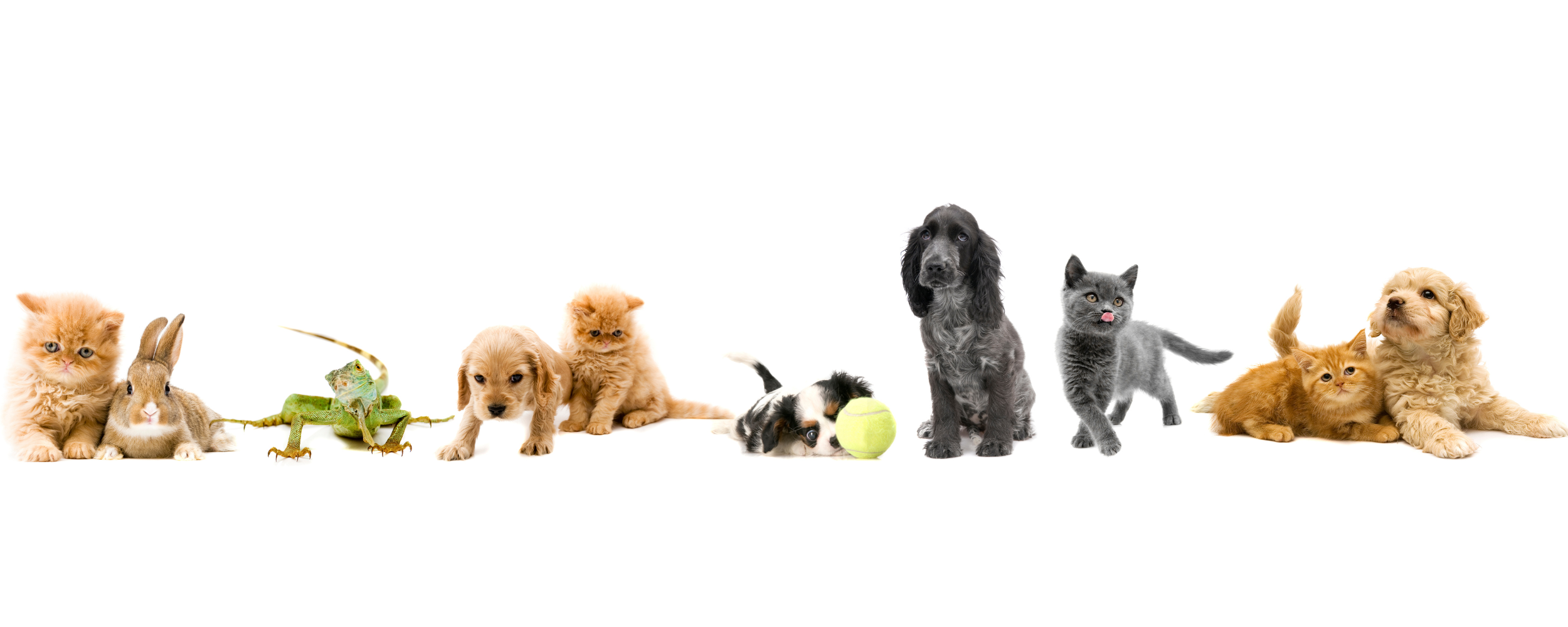 Chovatelské potřeby pro náročné chovatele domácích zvířat. | panmalina.cz