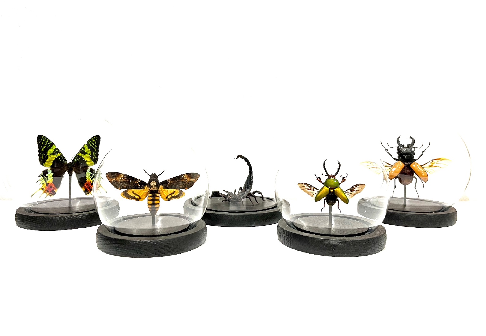 Skleněné kopule s hmyzem