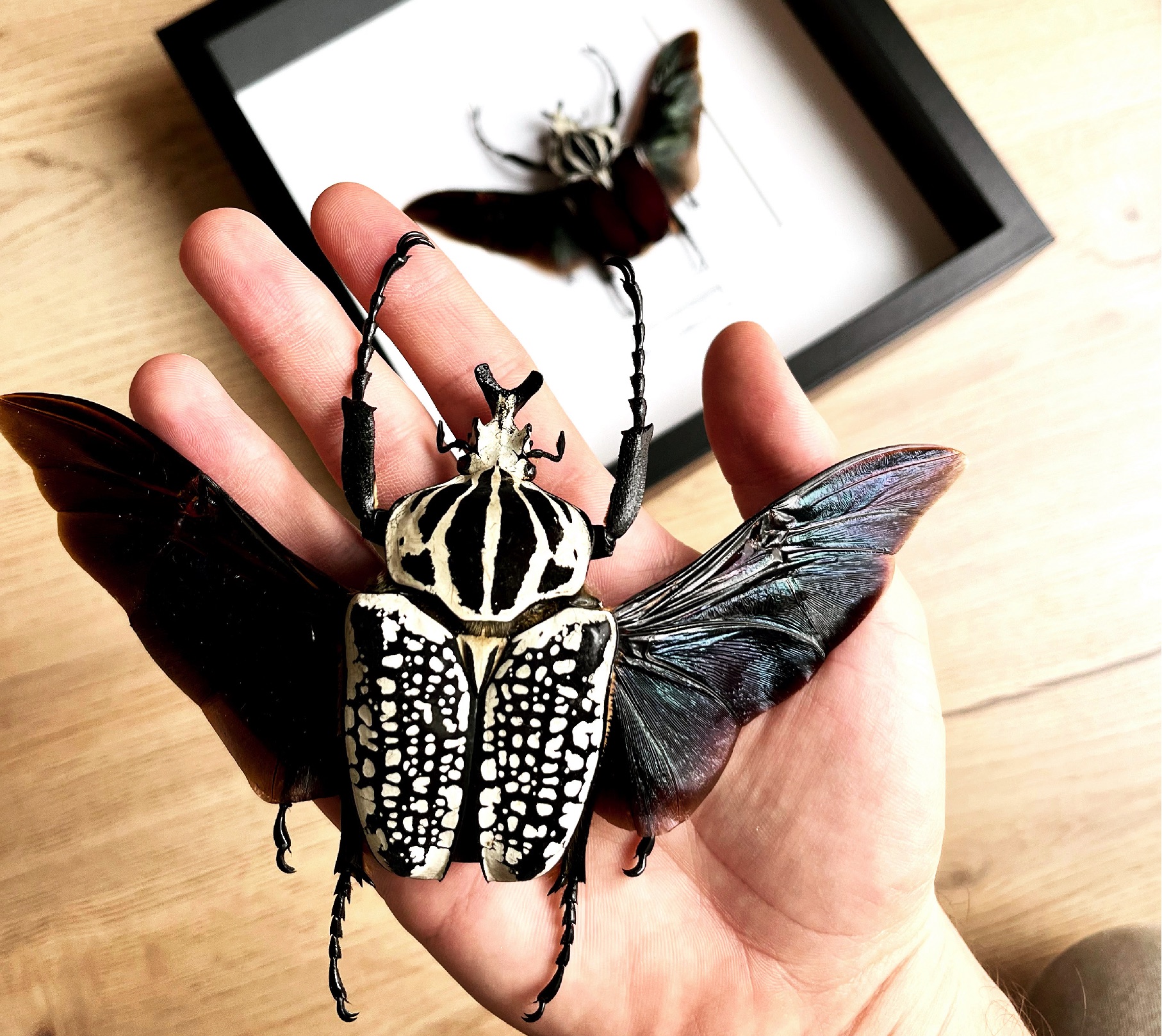 Zaramovanej golias