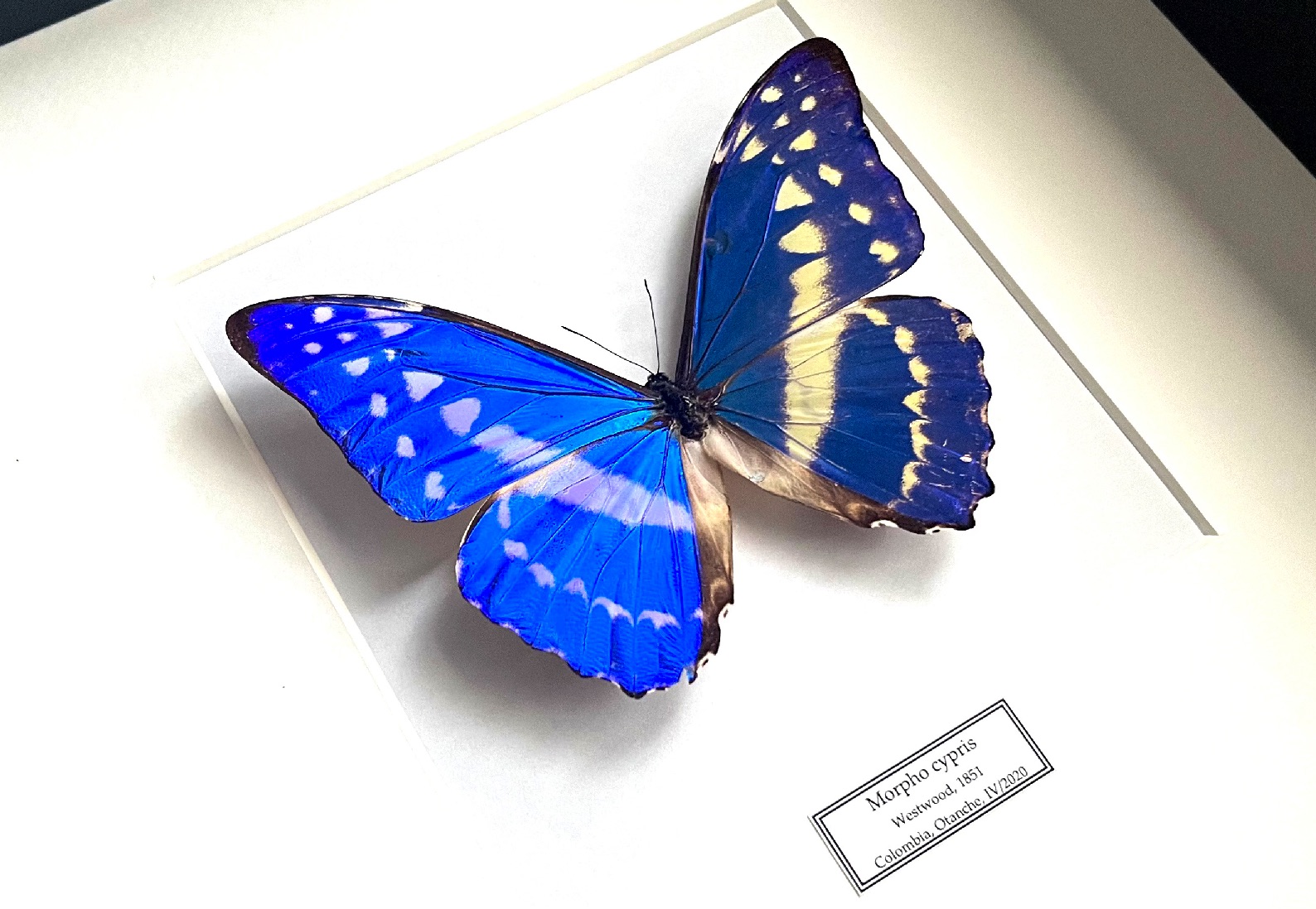 Detail Morpho cypris v rámu