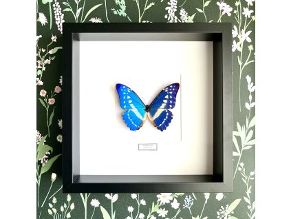 morpho cypris frame