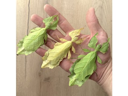 Listovka Cryptophyllium limogesi