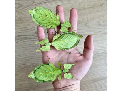 cryptophylliumoyaegroup