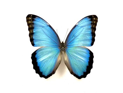 Morpho helenor - preparovaný motýl