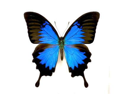Papilio ulysses - preparovaný motýl