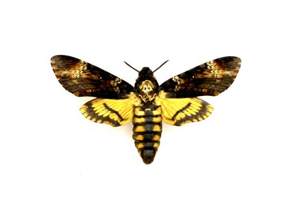 Acherontia atropos – motýl k preparaci