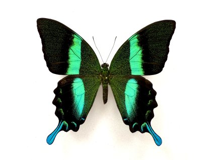 Papilio blumei – motýl k preparaci