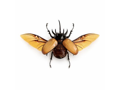 FCC1C46C 1AF5 4A75 A783 F0D4B5A574E3