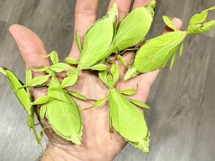 Listovka Phyllium philippinicum