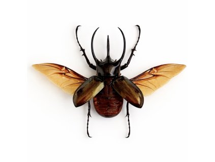 52FFF72C 143C 4A8B BC56 3AD8F90B1A59