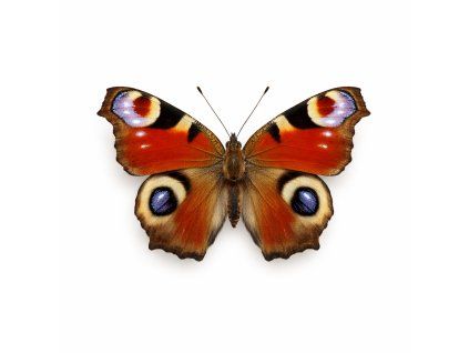 4E09C9ED B8FD 495B AF17 C9C04F8FD48C