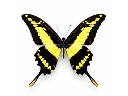 6E68EC02 5A3F 4A0C 944A 2EA8C5D1B643