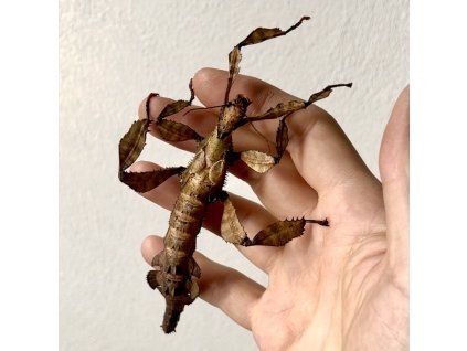 Pakobylka Extatosoma tiaratum