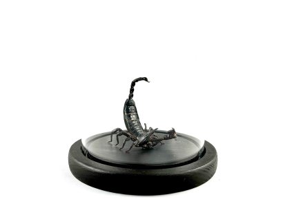 scorpion glass dome1