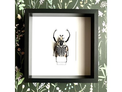 goliathus meleagris frame