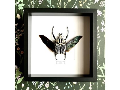 goliathus meleagris frame