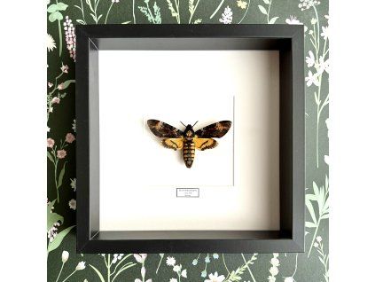 Motýl Lišaj smrtihlav v rámu