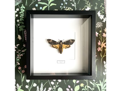 acherontia atropos frame