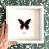 Motýl Papilio rumanzovia v rámu