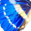 morpho cypris makro