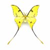 argema mimosae preparovany motyl