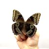 Morpho helenor - preparovaný motýl