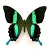 Papilio blumei - preparovaný motýl