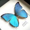 morpho didius detail 1