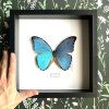 morpho didius hand 2