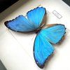 morpho didius detail 2